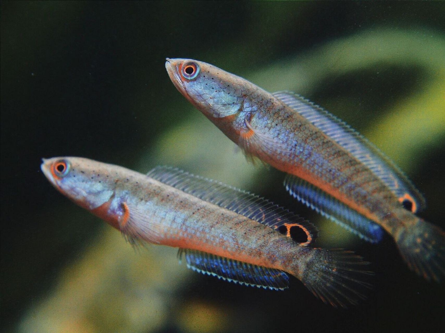 酒红高产母猪|入门级雷龙鱼图鉴