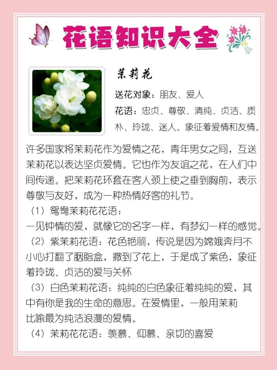 格拉斯茉莉花语图片