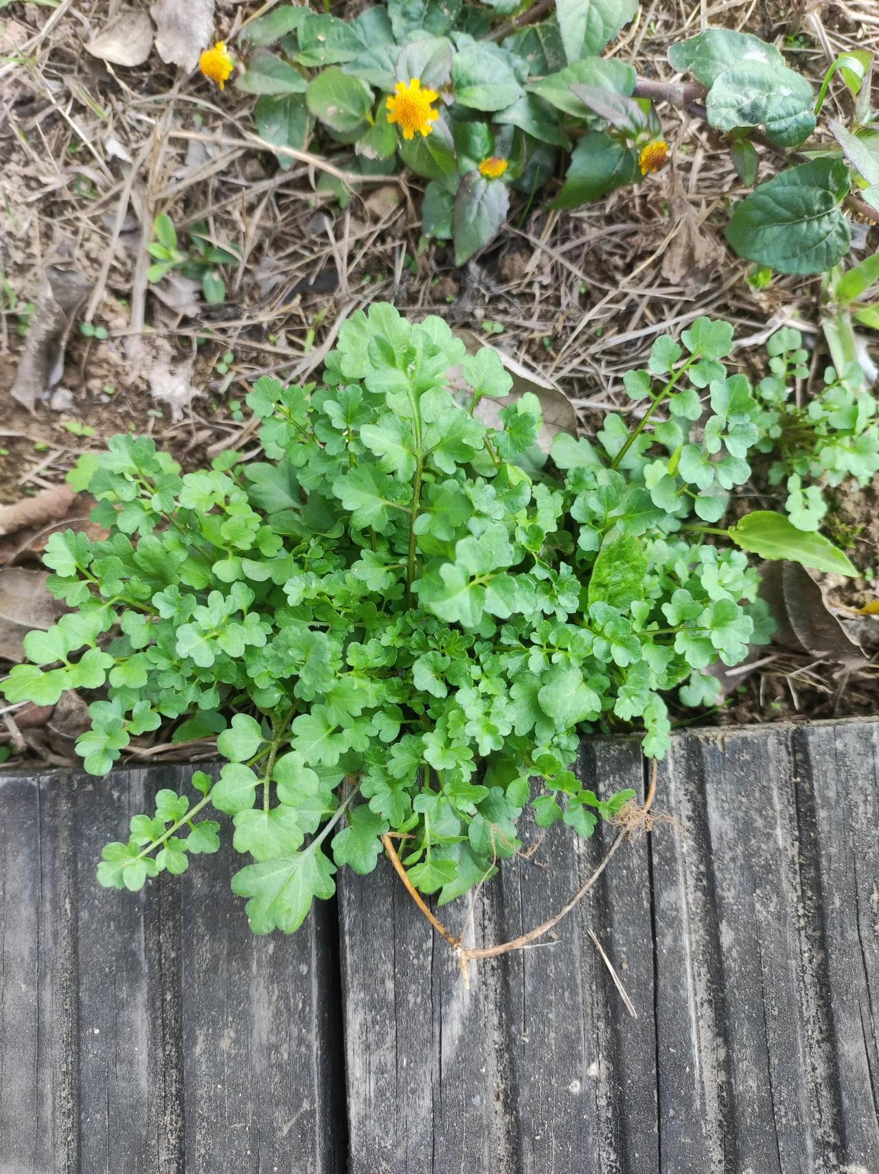 碎米荠 十字花科一年生草本植物 记得小时候一到冬天,这种草就在田地