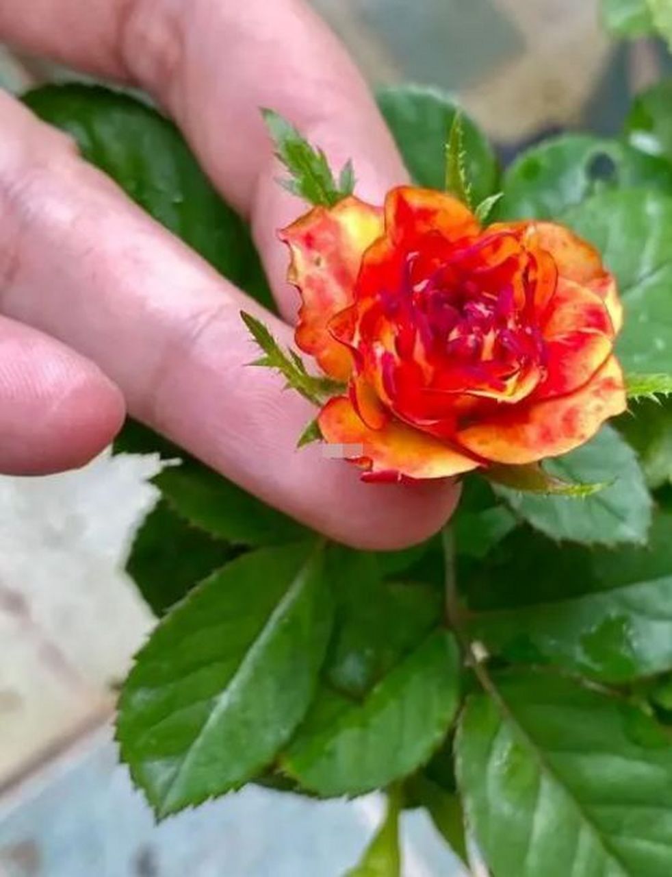 花色独特:火焰月季的颜色非常鲜艳,金黄色花瓣带有红色边缘,看起来