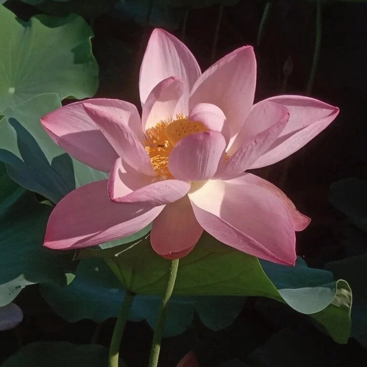 荷花头像来啦 夏天的风带着荷花翩翩起舞.