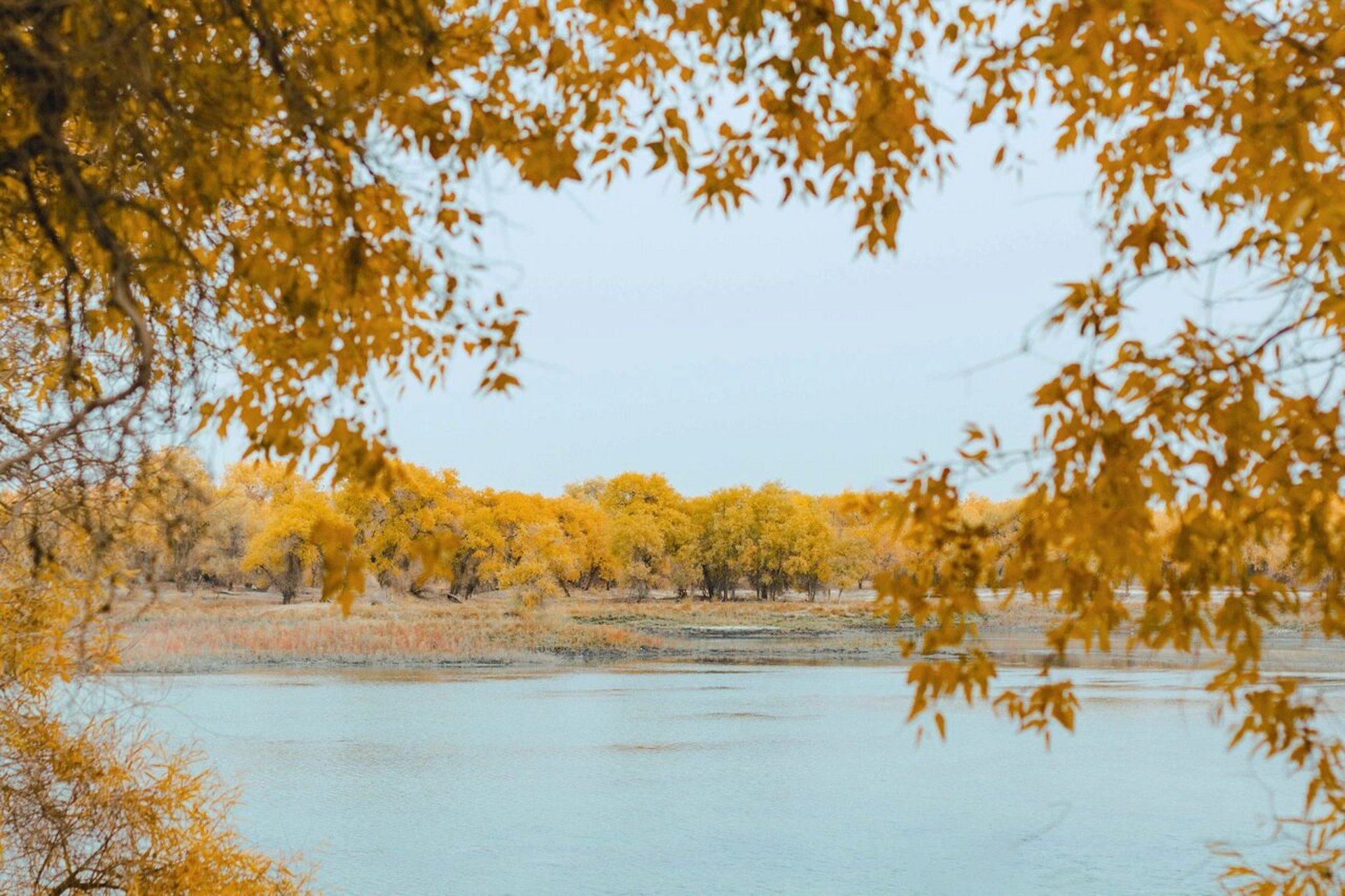 新疆旅游|库尔勒尉犁县喀尔曲尕水上胡杨林 大美新疆,给大家安利一个