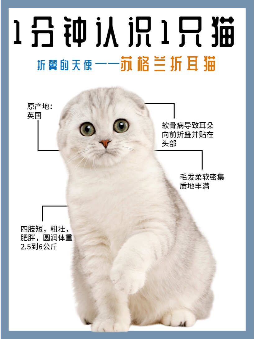 1分钟认识1只猫苏格兰折耳猫