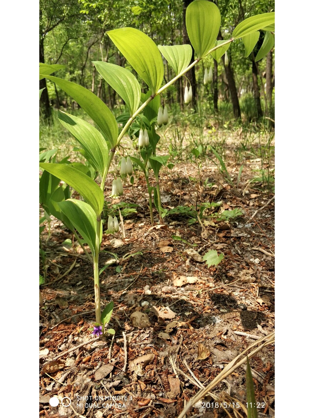 玉竹,百合科黄精属多年生草本植物 著名中药材,嫩苗可做野菜