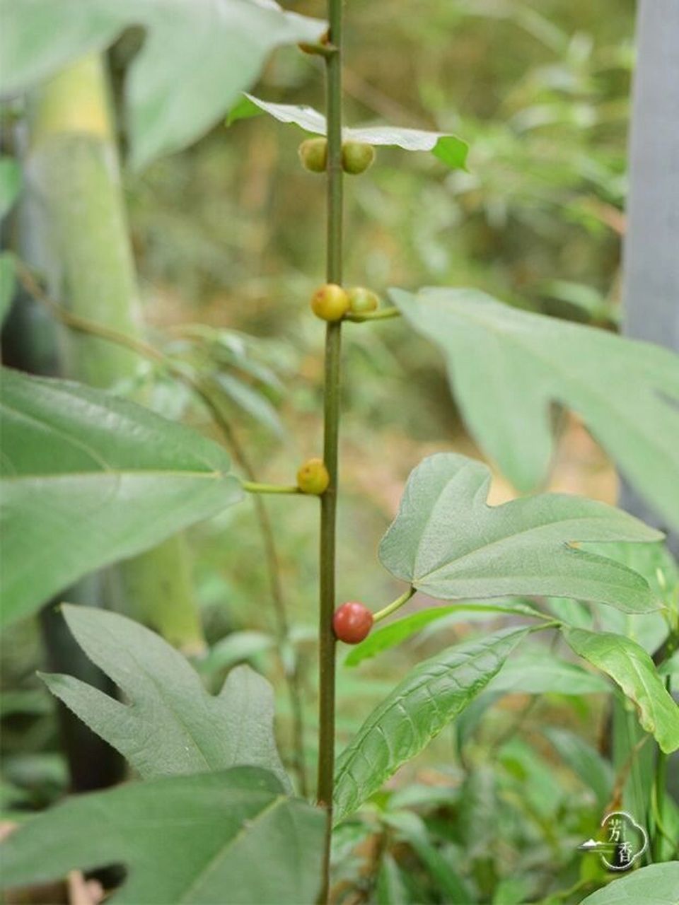 五指毛桃,营养可比牛奶的植物95 95五指毛桃,学名粗叶榕,或者更