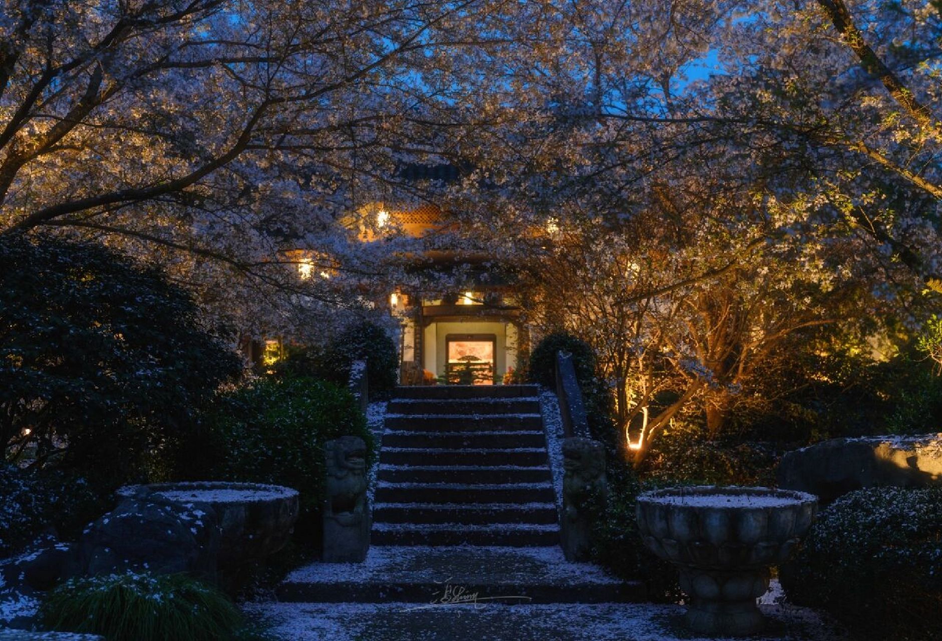 杭州最美樱花94在中国院子"梦溪苑" 春色满园关不住,樱花浪漫正此时