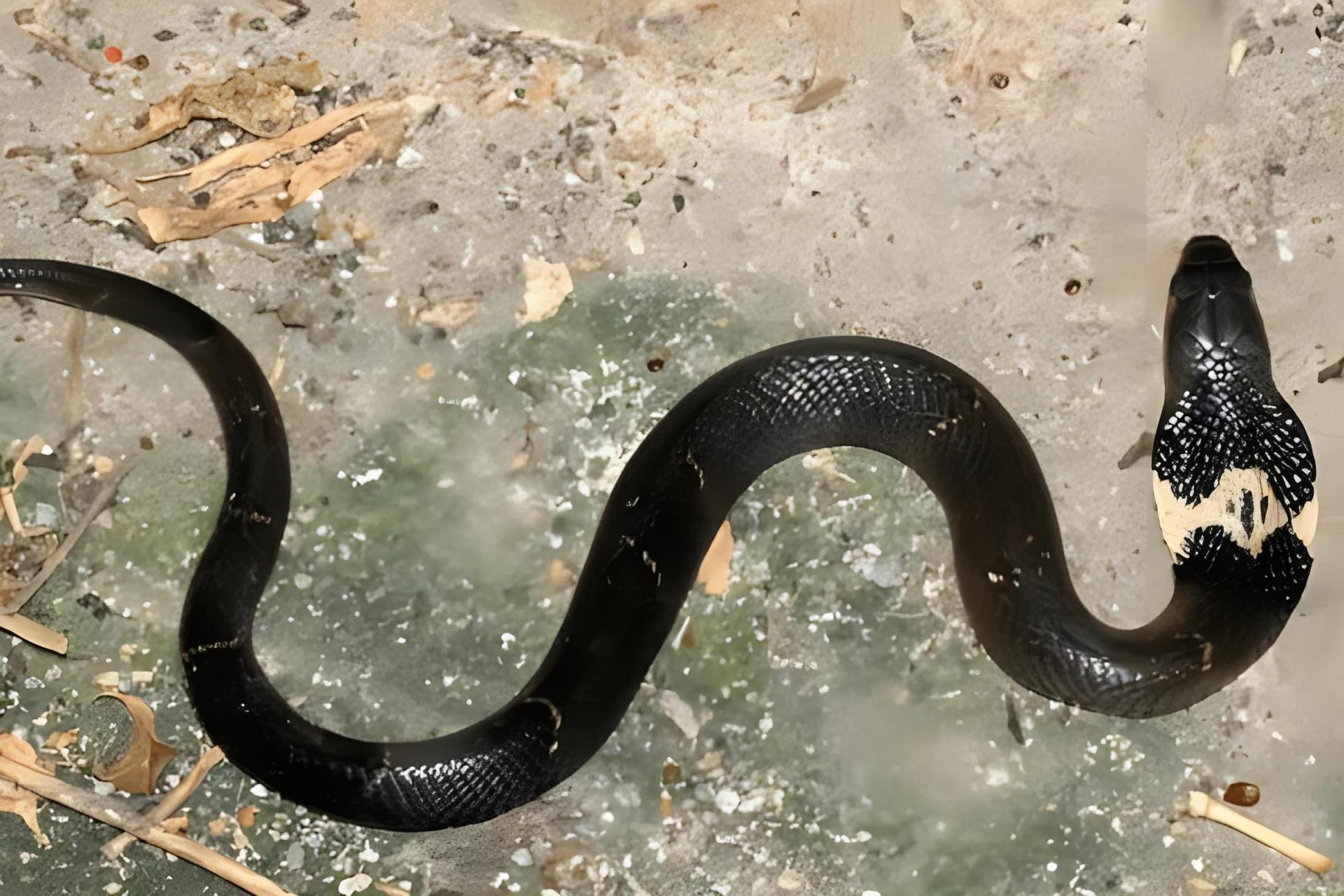 过山峰蛇图片 过山峰蛇体型巨大,通常可以长到 3 至 5 米长91.