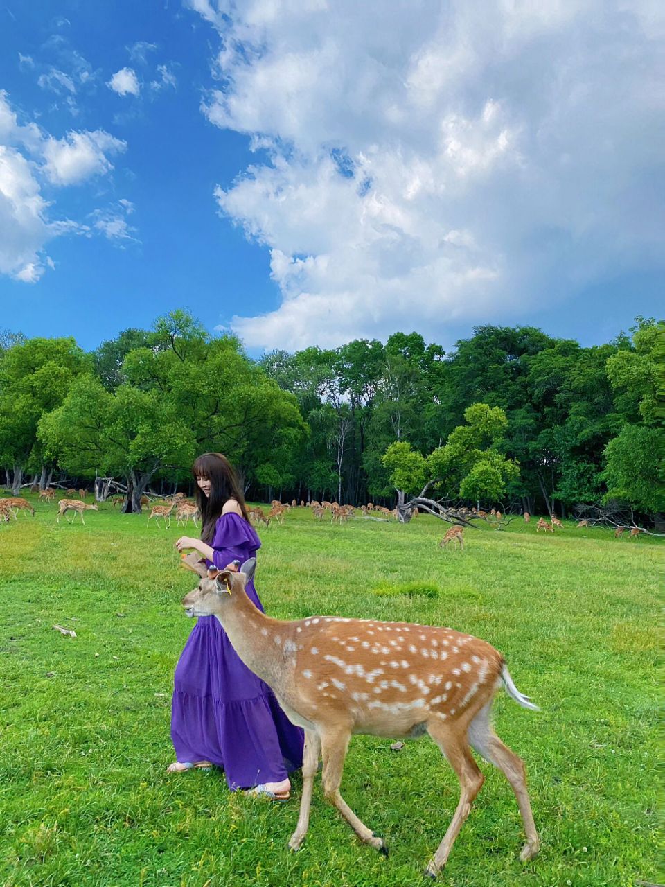 哈尔滨|"小奈良"平山皇家鹿苑一日游攻略 "树深时见鹿,溪午不闻钟".