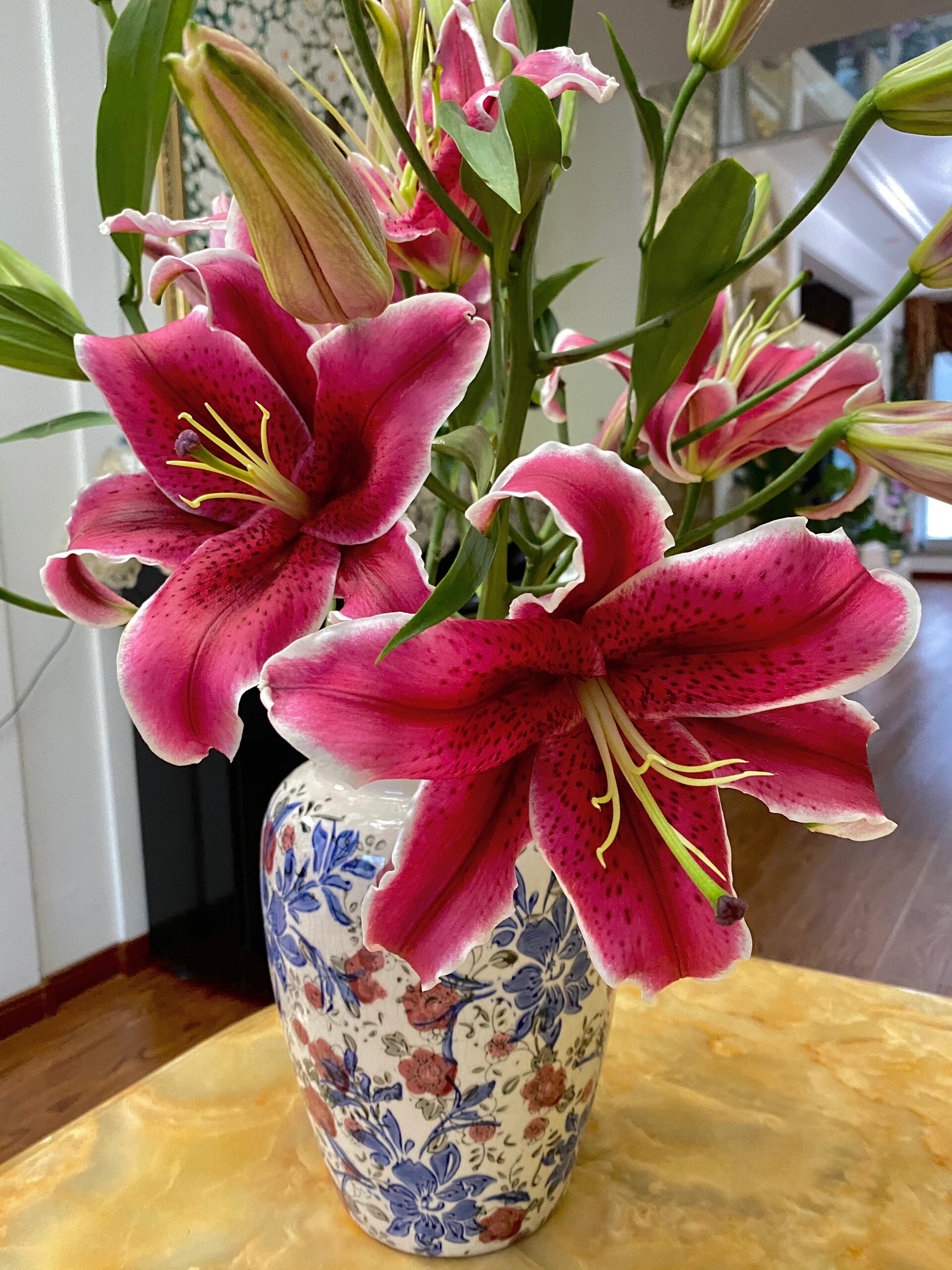 卡瓦娜(黑美人百合)