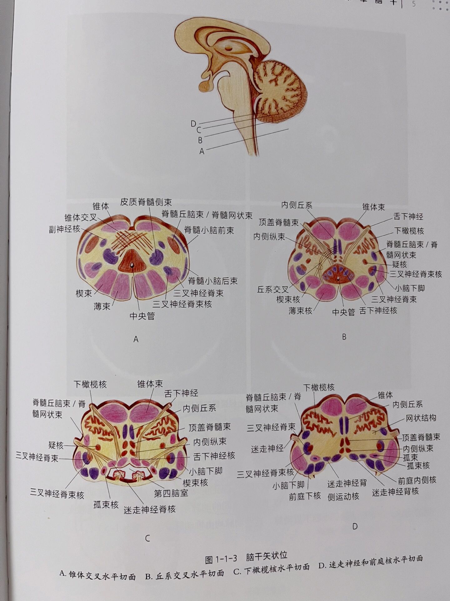 延髓橄榄体图片