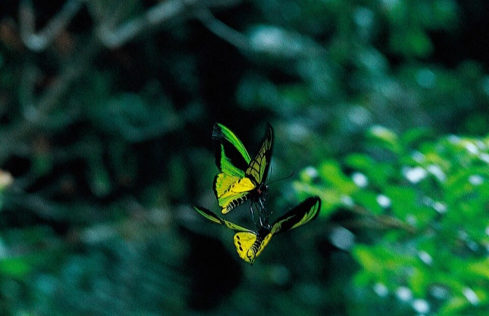 哥利亚鸟翼凤蝶(雄)