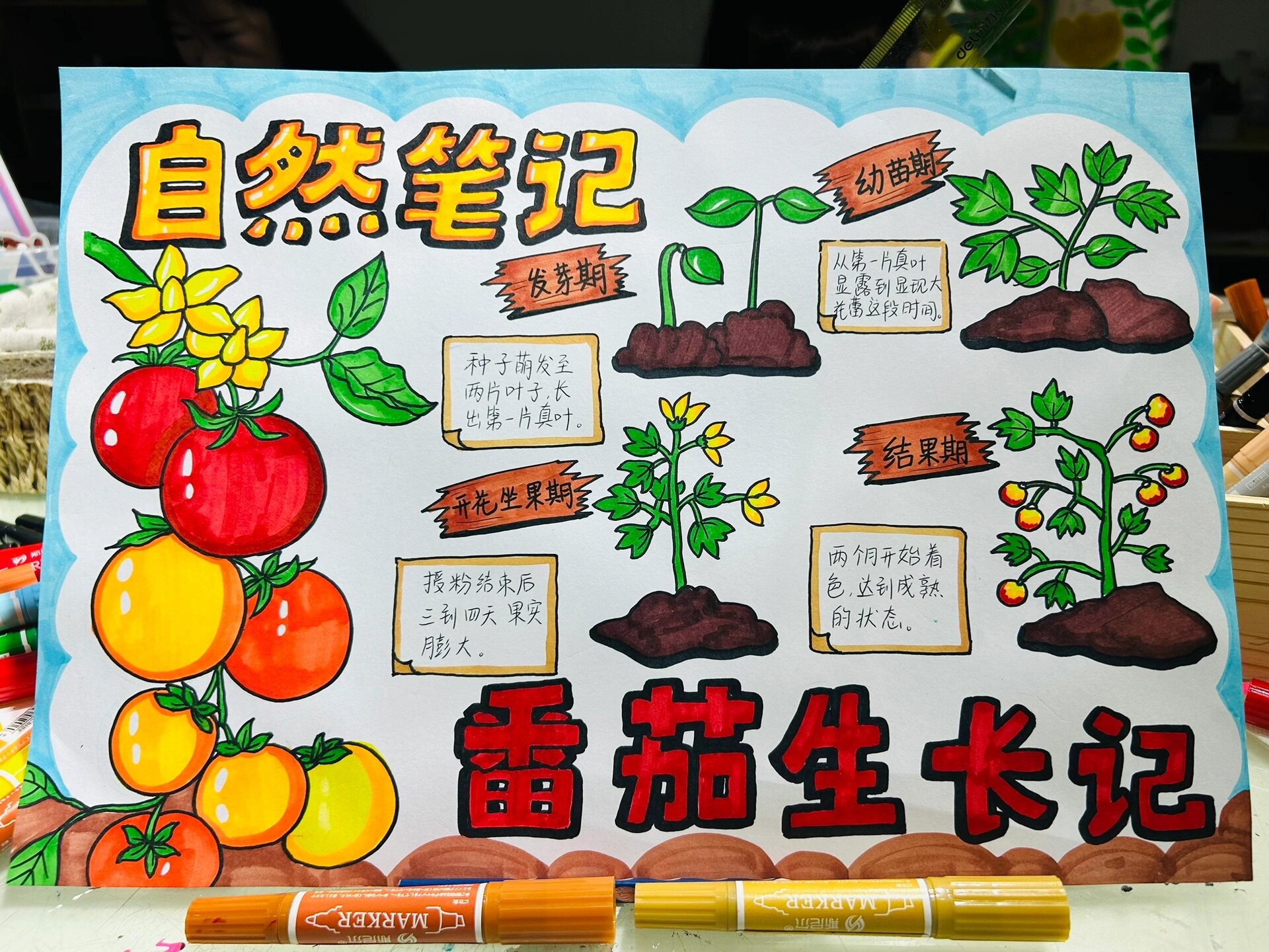 自然笔记,番茄生长记@常常说教育的动态
