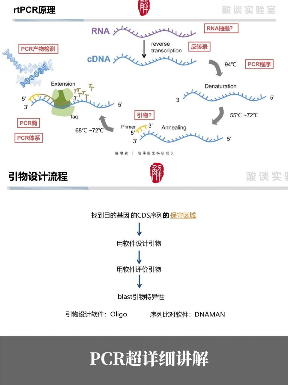 pcr复制三次过程图图片