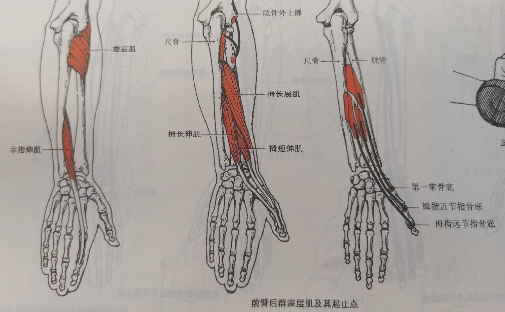 拇短伸肌与拇长伸肌图片