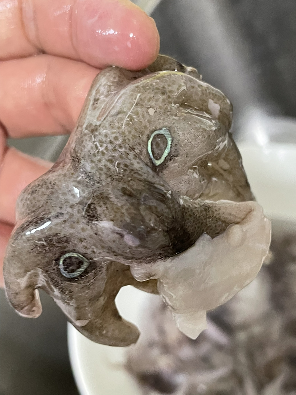 这是蓝环章鱼吗?