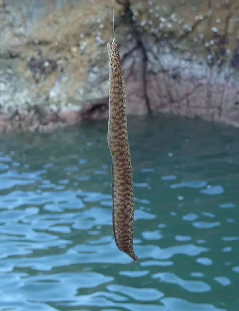 海里的黄鳝,你们吃过吗? 油锥,其实是种海鳝.性格很凶猛.