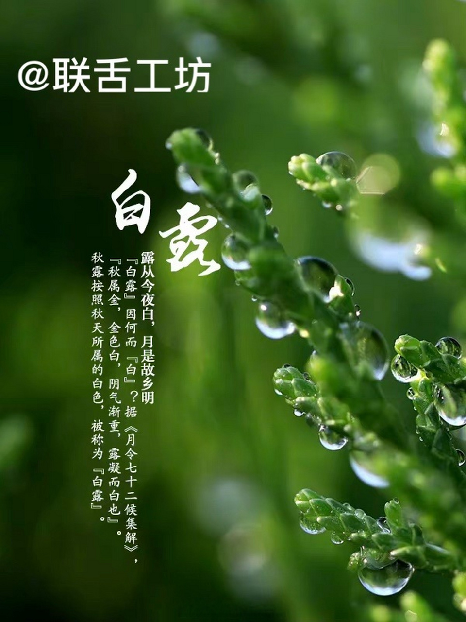 白露#每天叫醒的不是闹钟,是伟大的梦想.