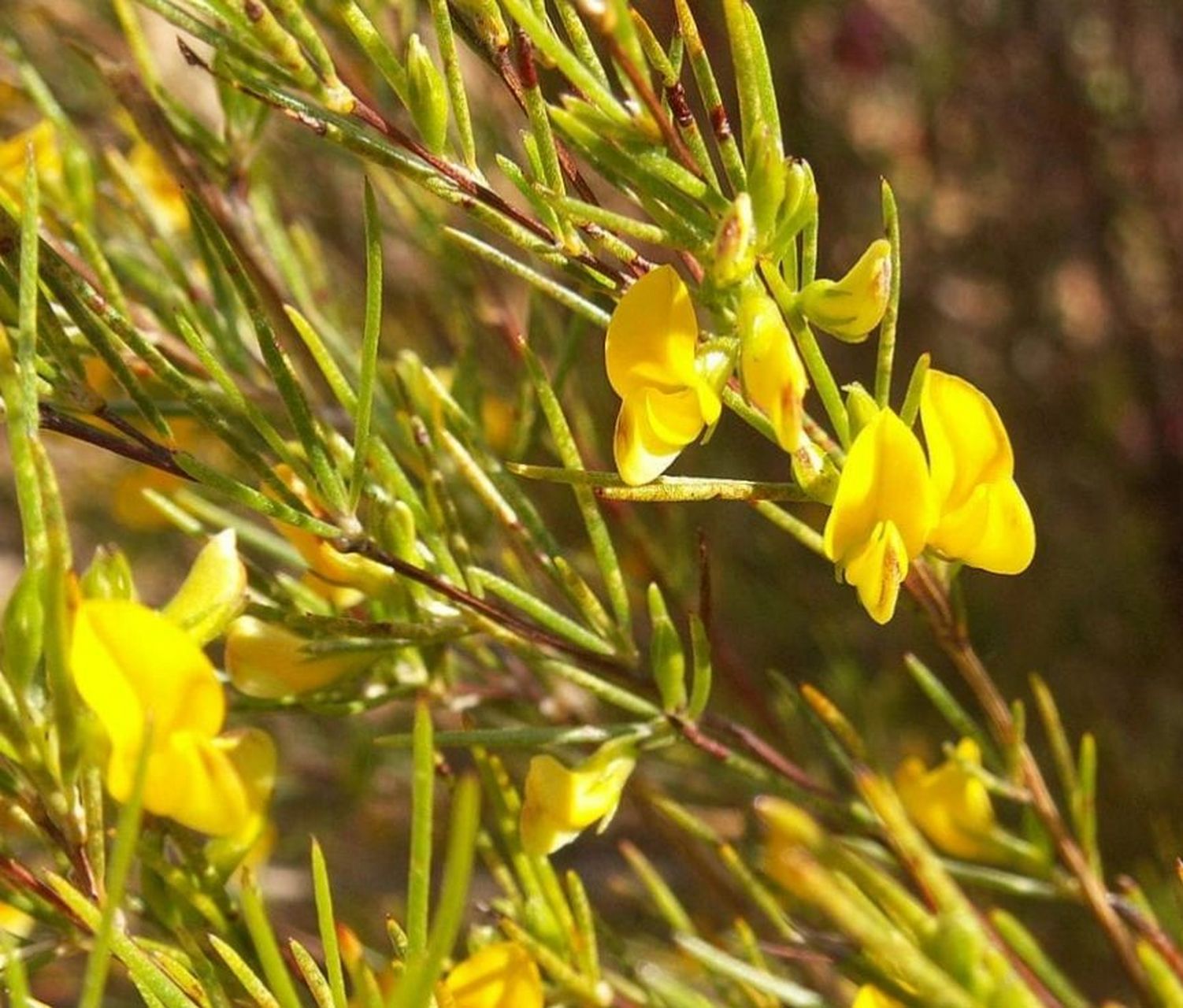 路易博士茶(线叶金雀花)的起源 大约300年前南非先祖科伊人(khoi)在