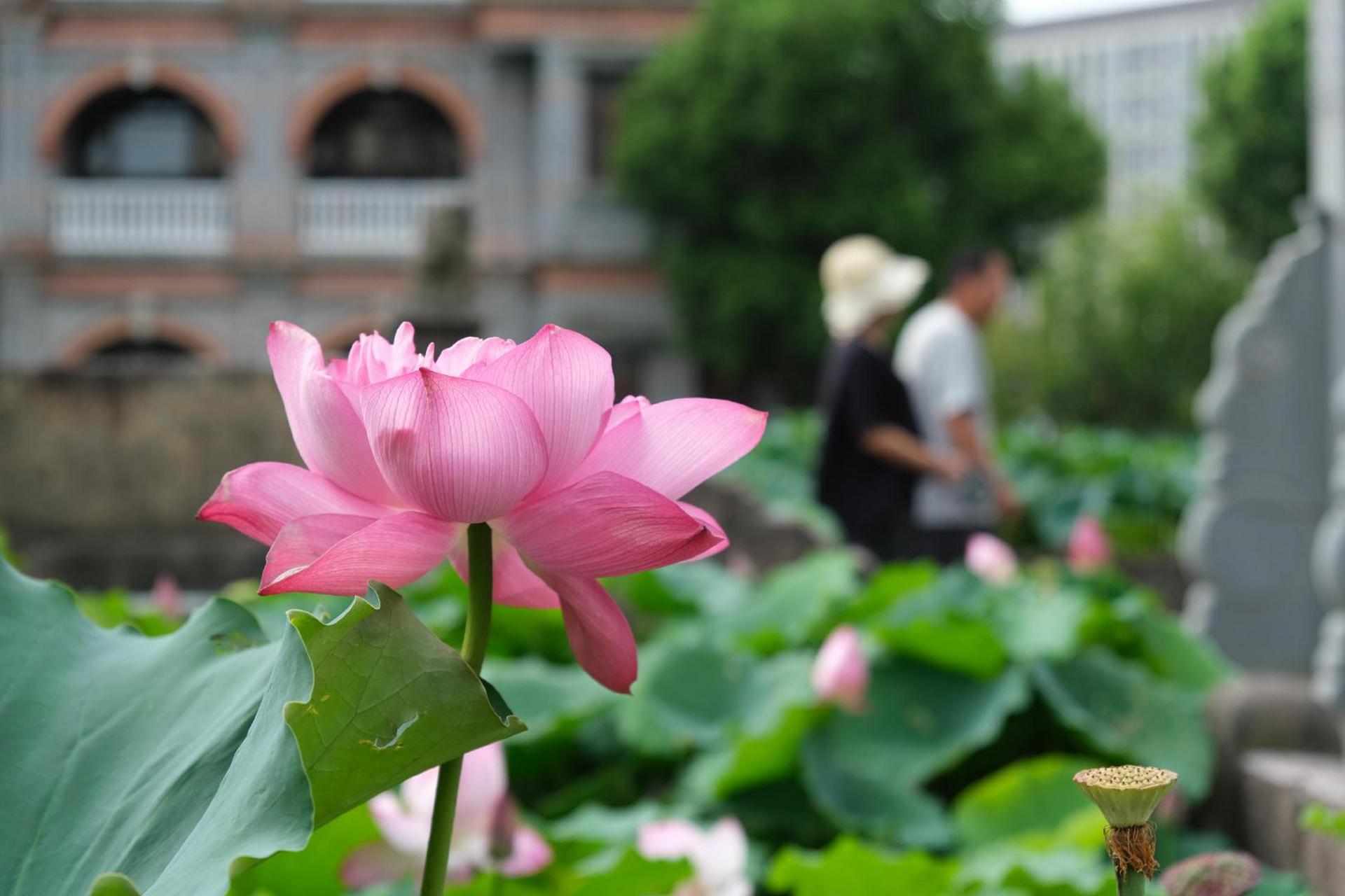 【处暑过后  善园荷花别有韵味】#美丽宁波#处暑过后,荷花多已残败