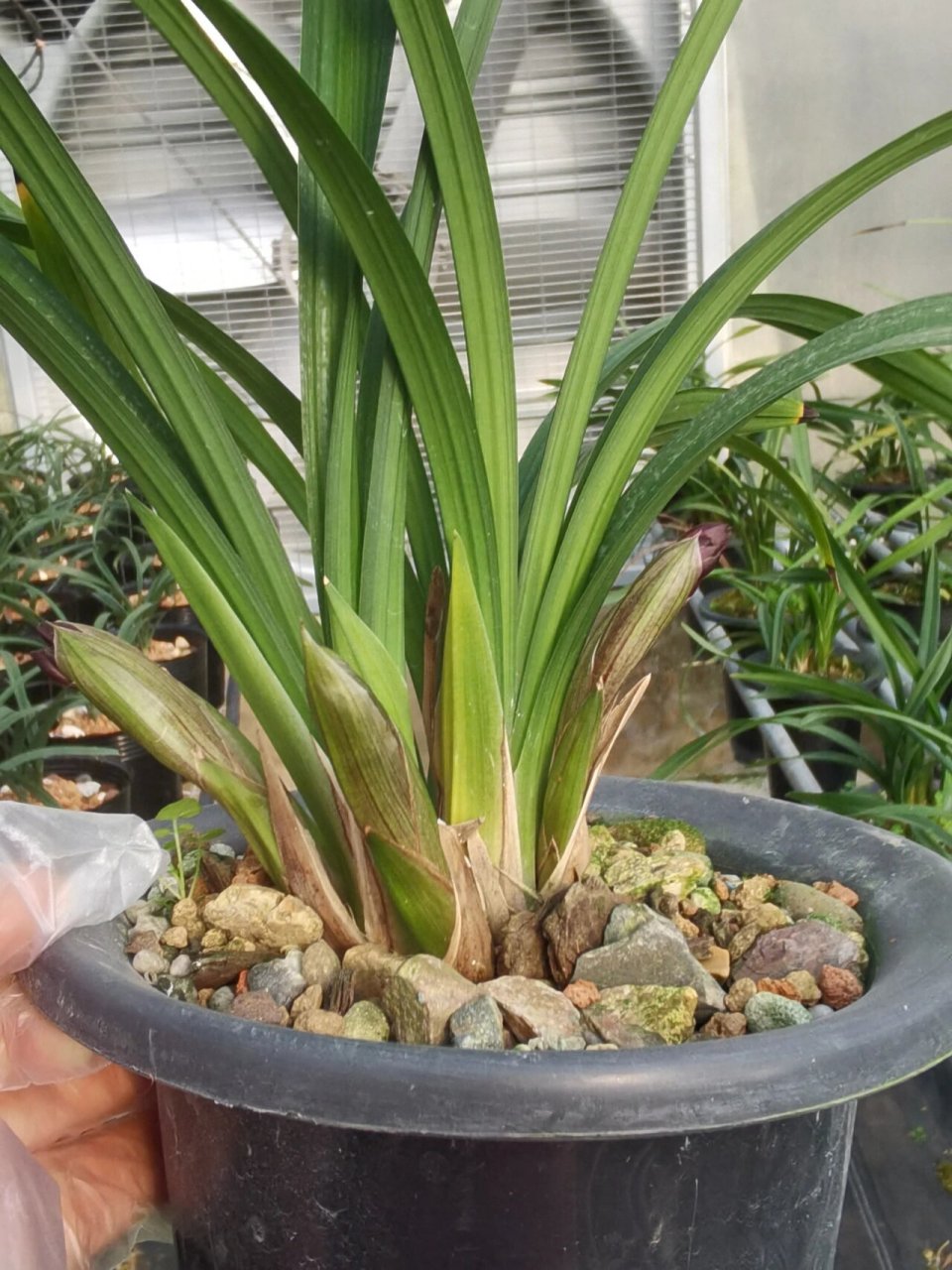 春剑红荷浓香型正格荷瓣花 特壮苗带多个花苞
