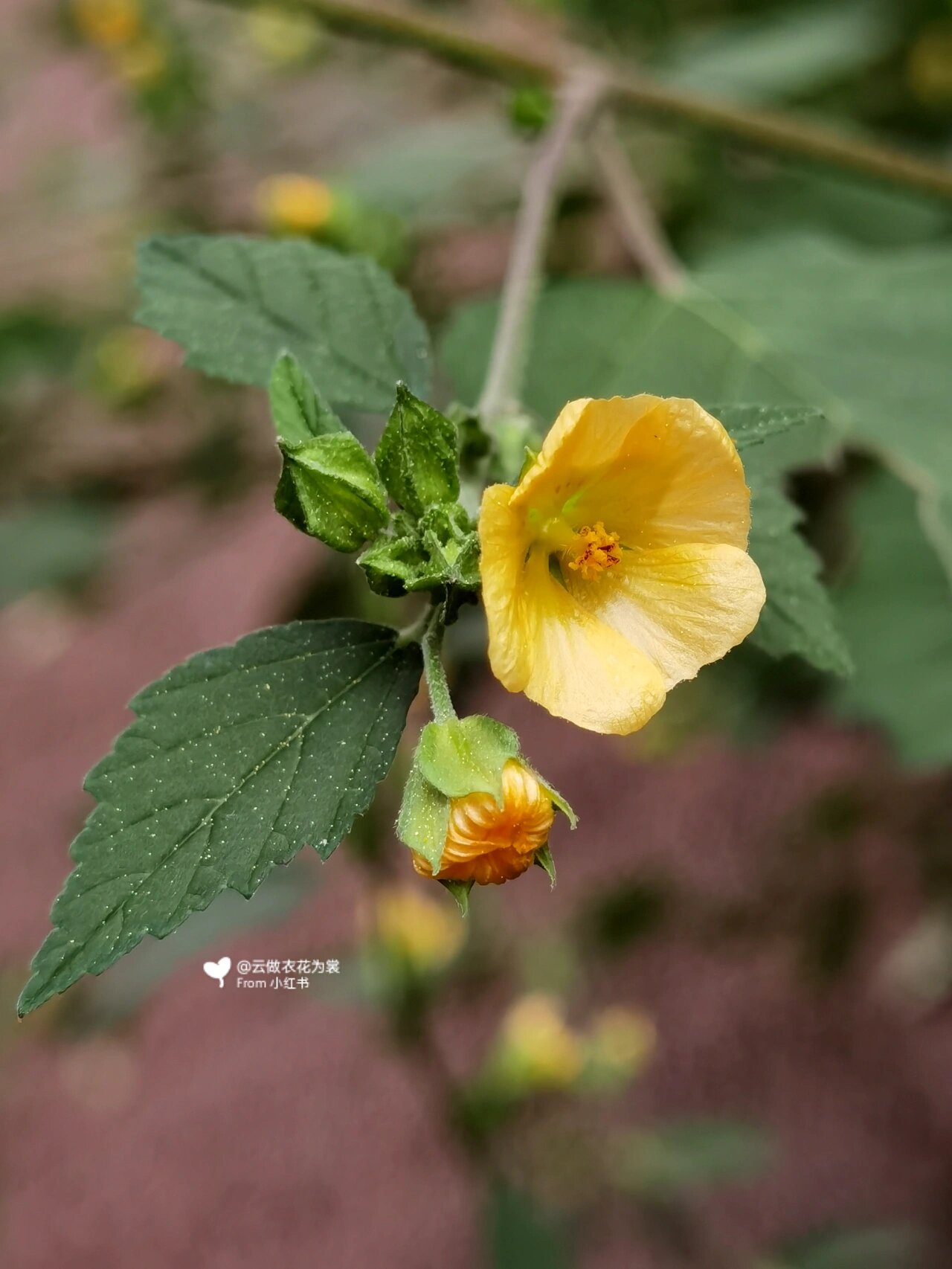 黄花稔(ren) 这个小花花型很小,但丛枝茂盛,原来全身是宝.
