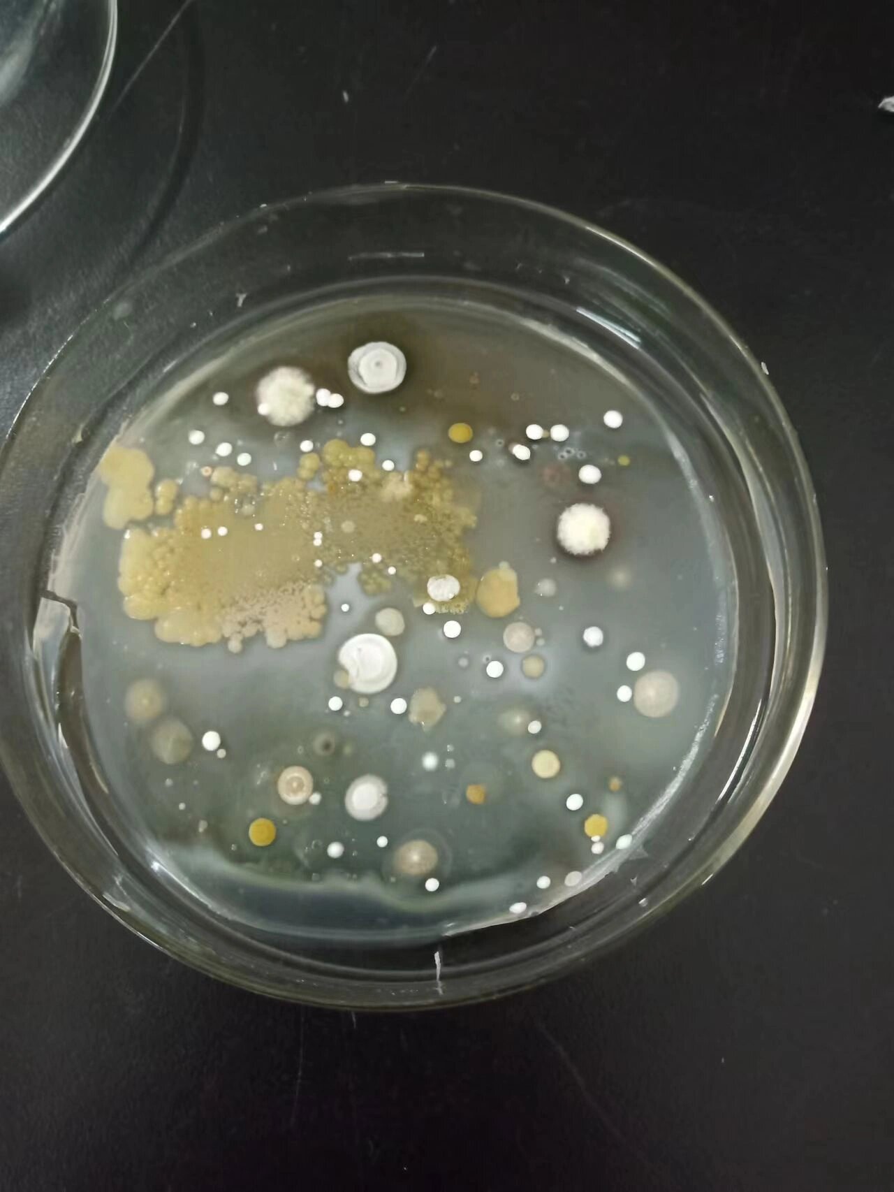 图二高氏一号培养基——放线菌 图三牛肉膏蛋白胨培养基——细菌 都