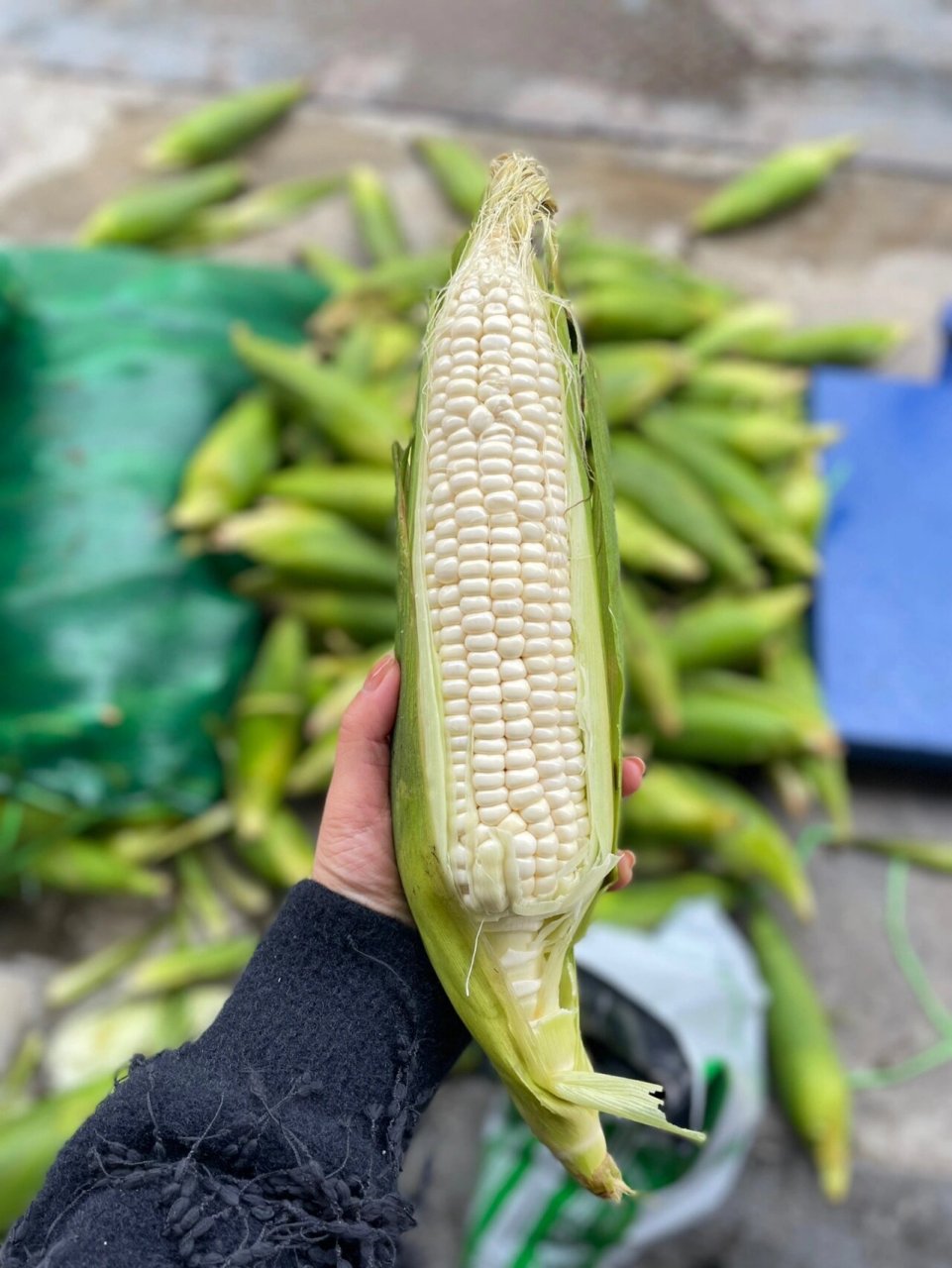 新鲜到货小甜糯 928玉米99 甜,糯 ,香!