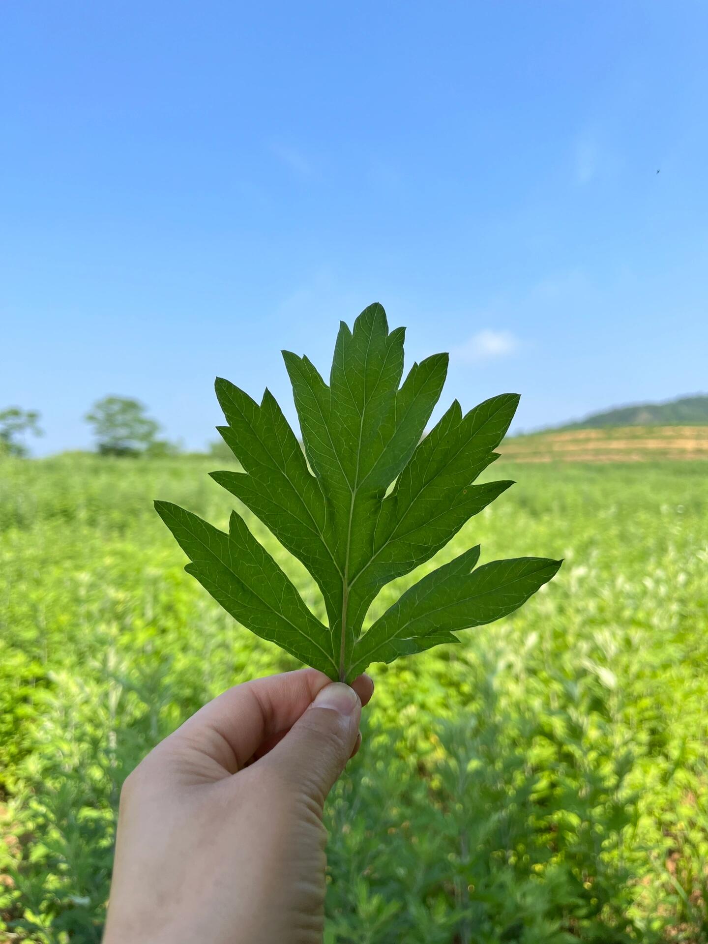 今天带大家打卡我们的蕲艾种植基地9191