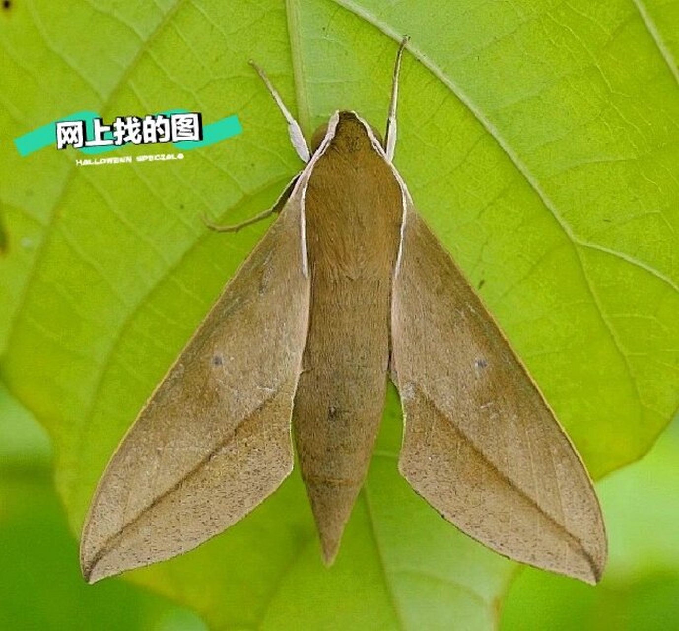 双斜纹天蛾幼虫图片