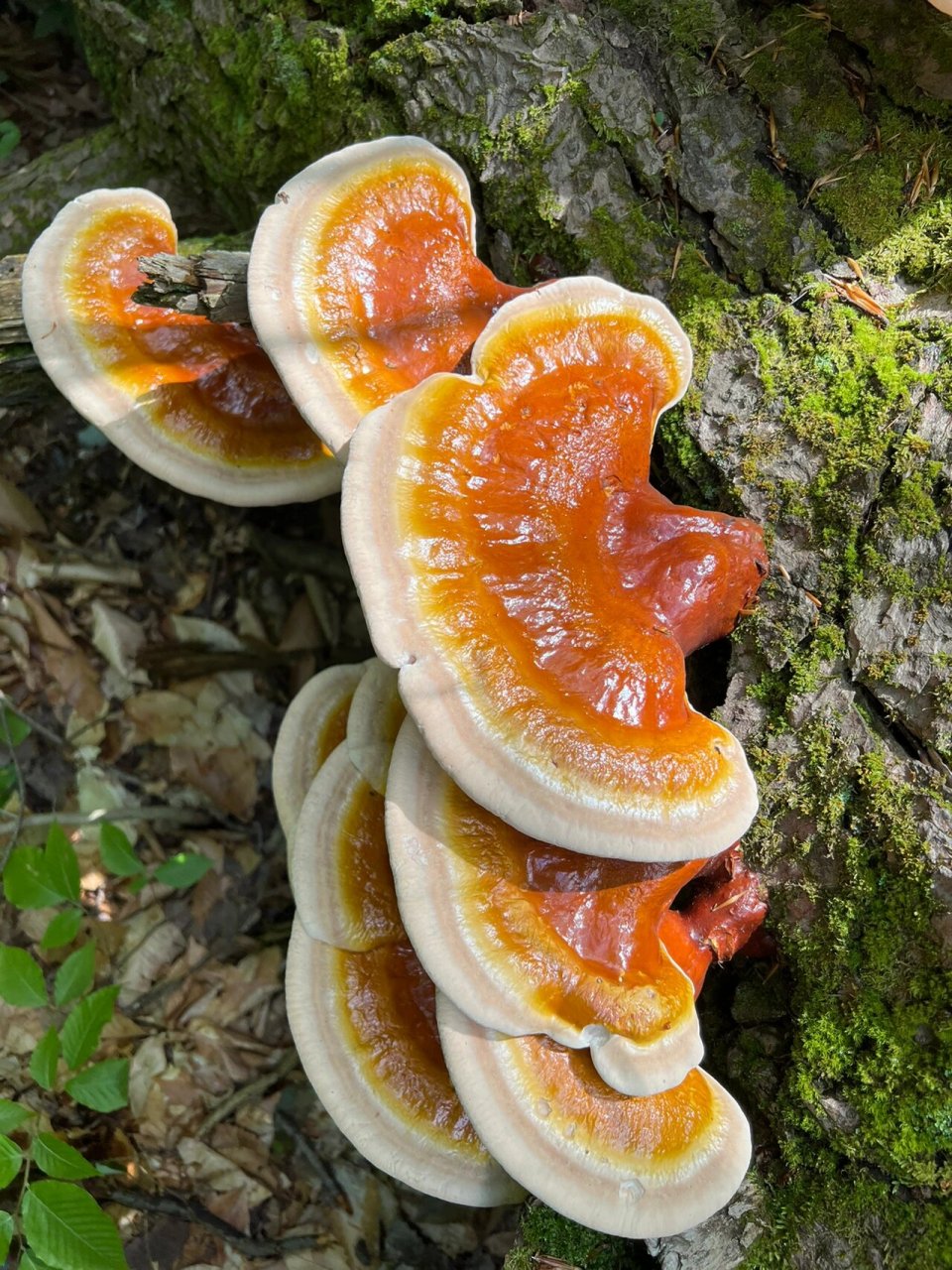 六天不见,灵芝长大一倍 野生灵芝的根部,明显有了油亮的红漆色彩,个别