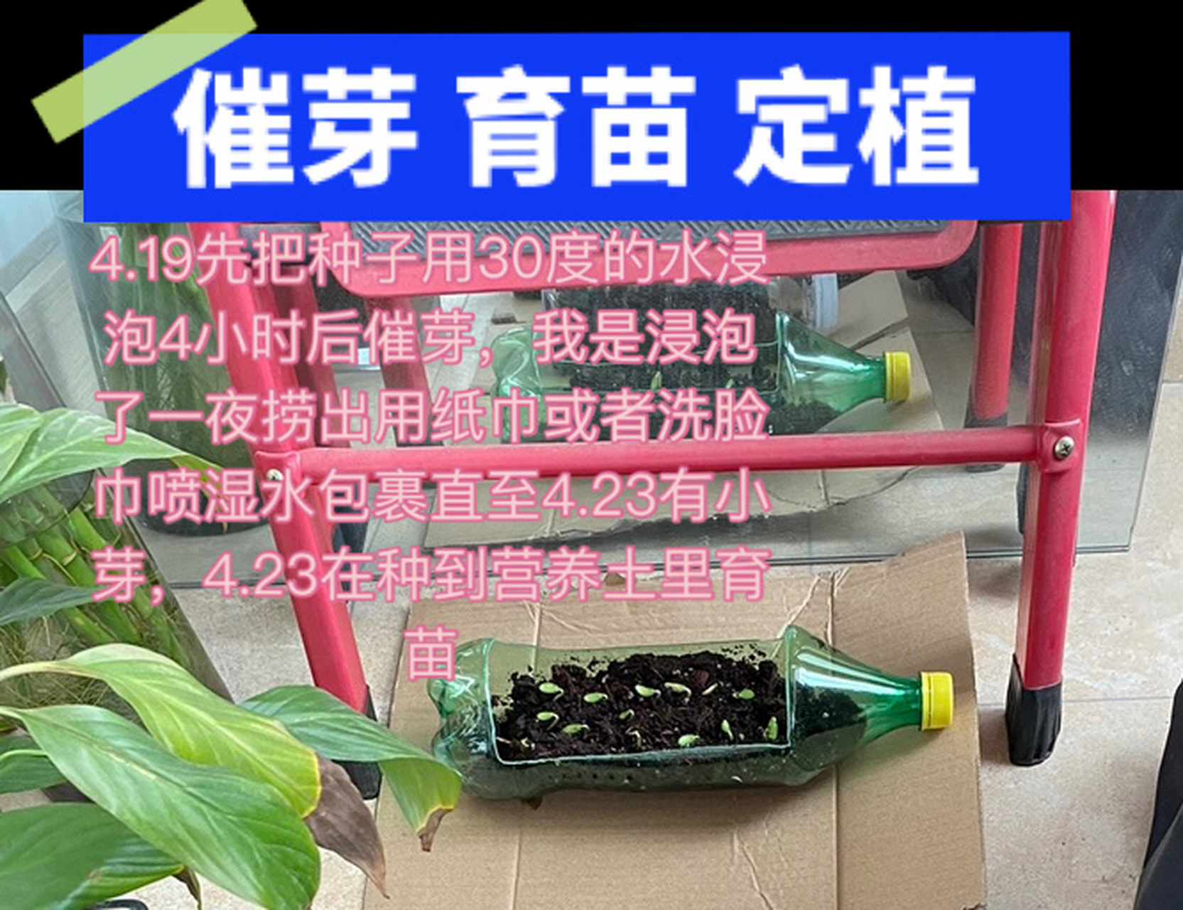 黄瓜种子种植方法步骤图片