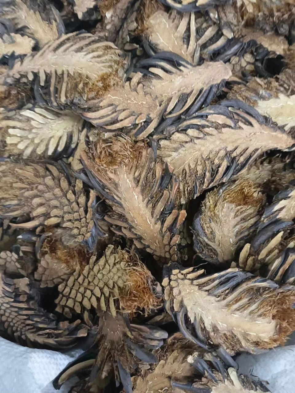 优质中药材——绵马贯众(贯众) 解封之后,与连翘与金银花等价格是一路