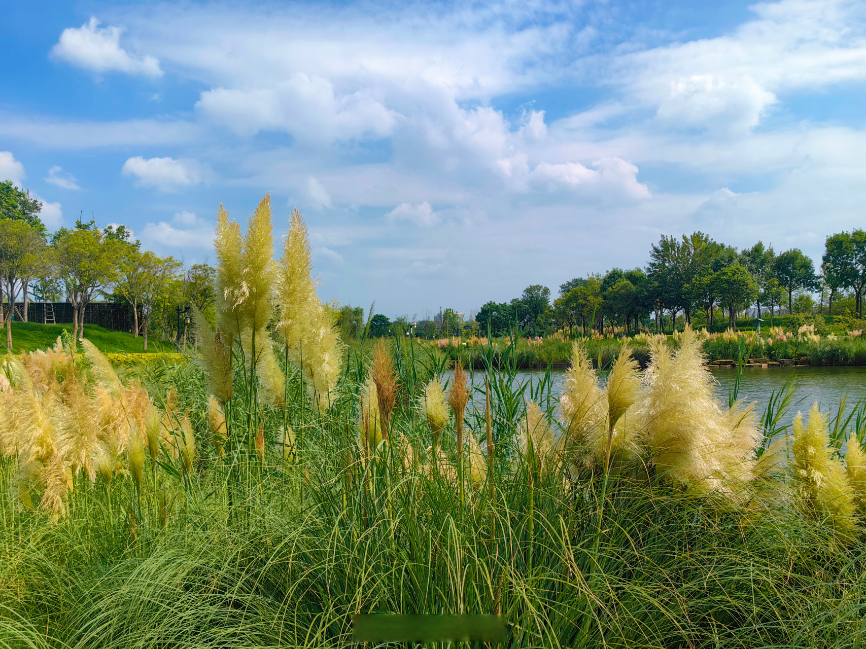 8月28日,西北湖湿地公园新长出芦苇,在蓝天白云映衬下更显诗意.