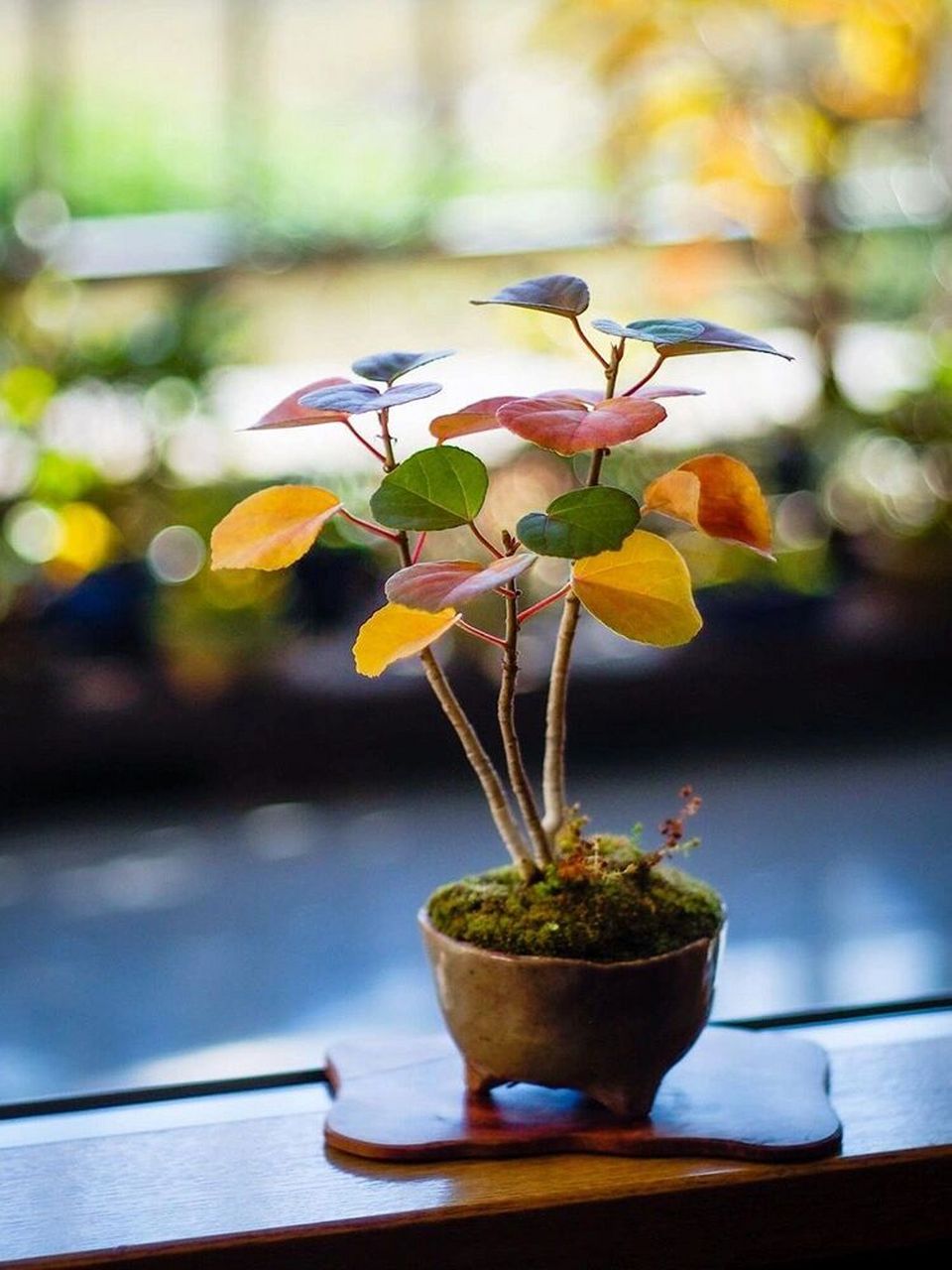 店家介绍名叫日本浜朴,日本滨朴,有人说它是黄栌,也有人说它是滨海