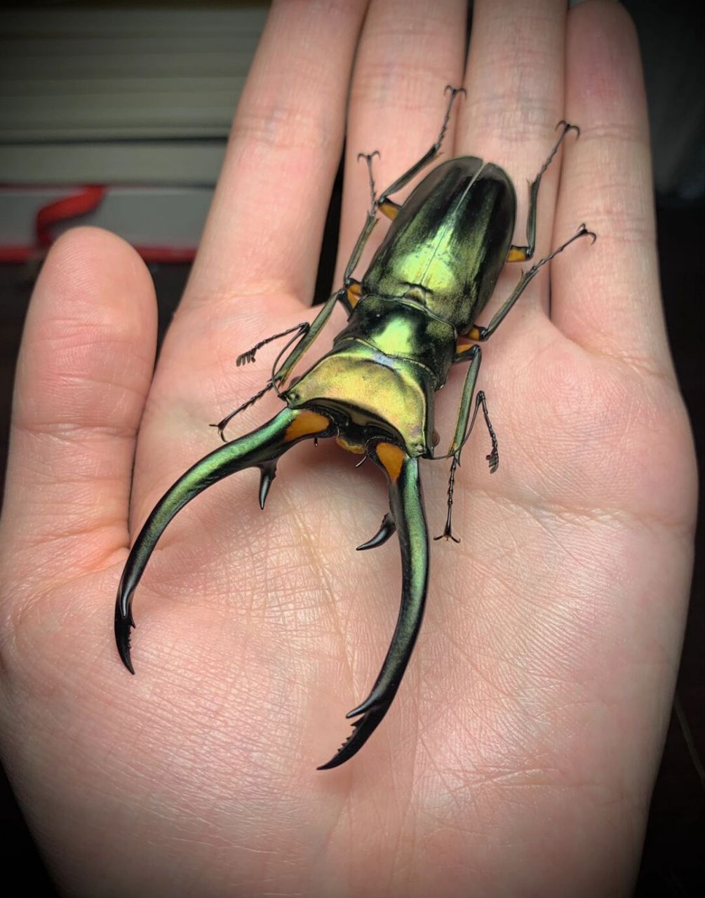 细身赤锹甲 cyclommatus elaphus 红鹿细身赤锹 细身赤锹属的最大品种