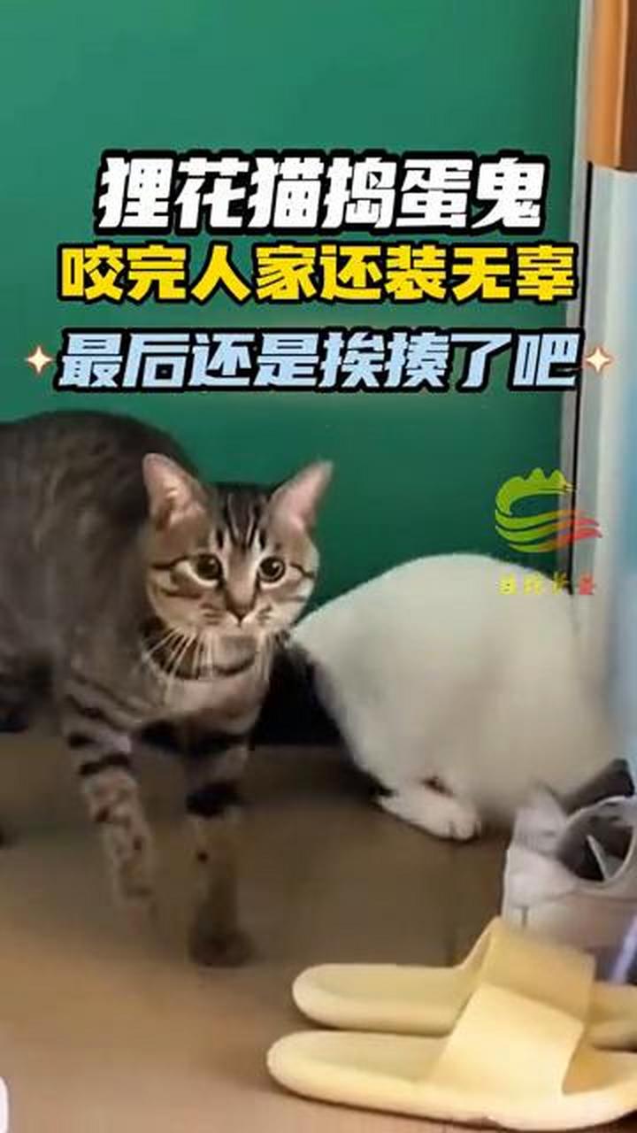 小狸花猫咬人太厉害了图片