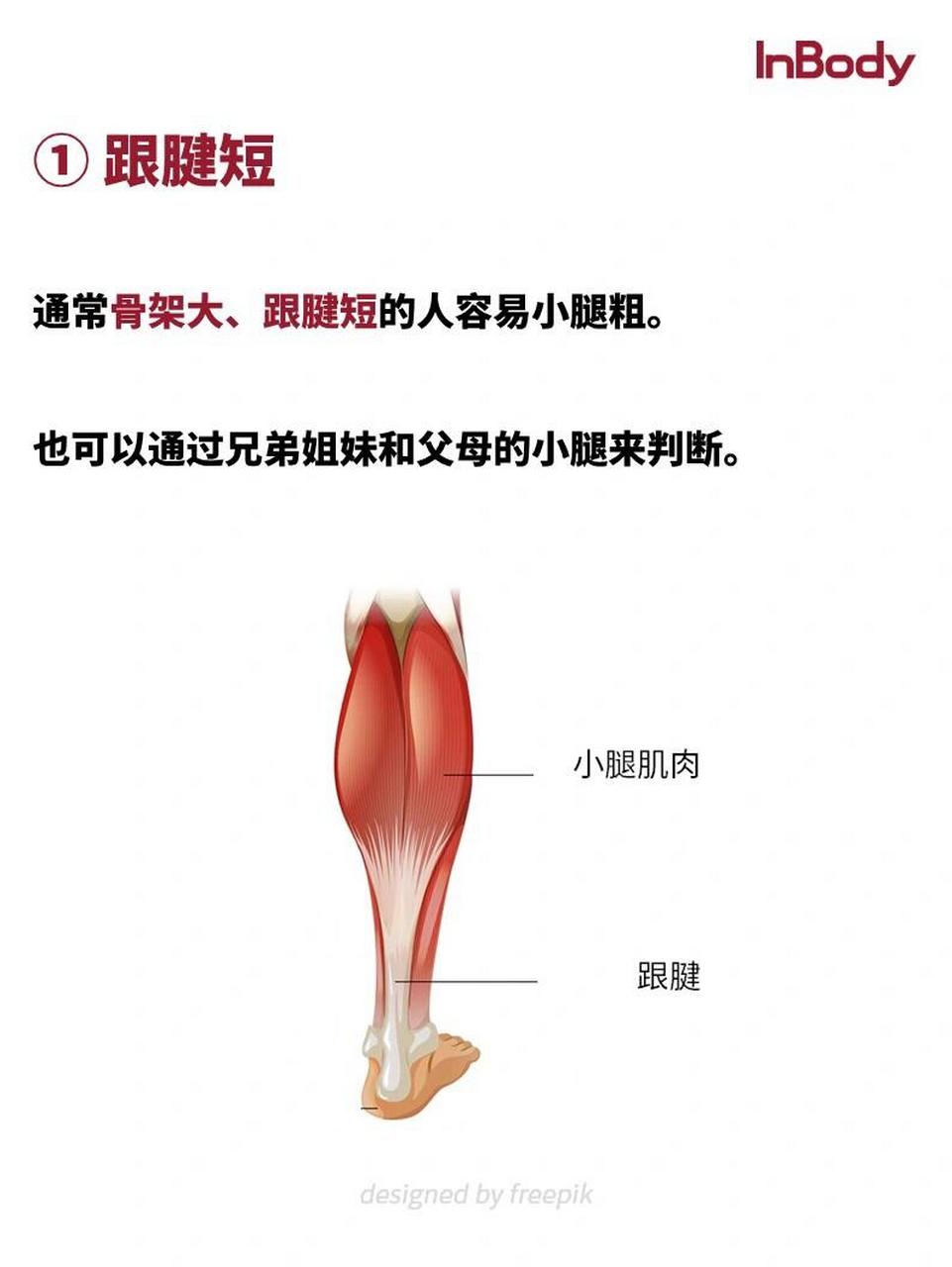 小腿肚低跟腱短图片