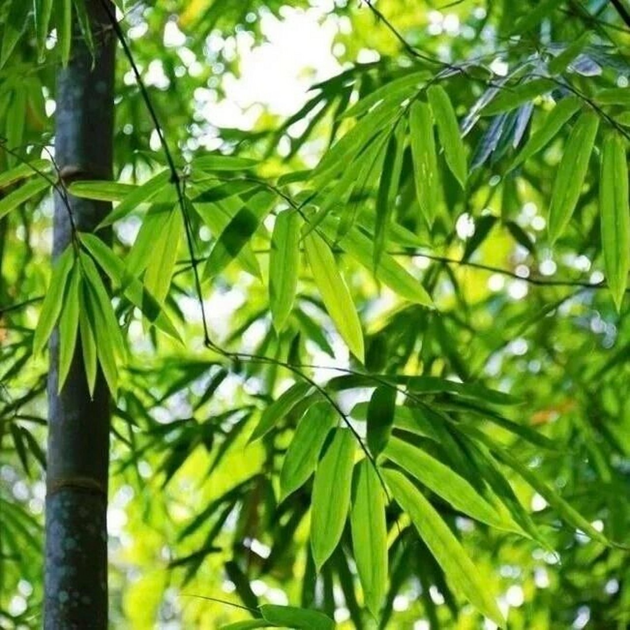 广宁竹笋 | 小竹笋铺就"林下生金"路 166-中国竹子之乡- 苏东坡曾言