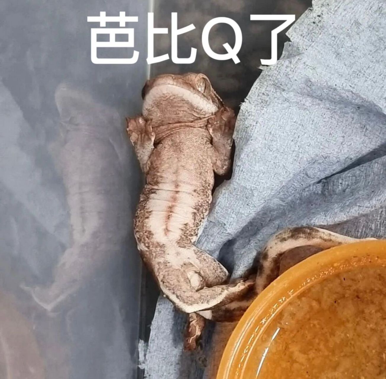 随意p了波表情包,不太好用01 #爬行动物# #睫角守宫# #爬宠