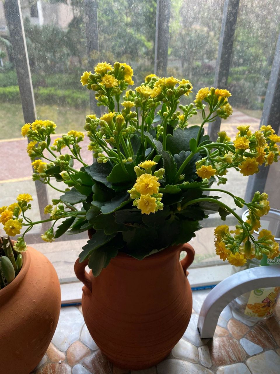 长寿花花枝下垂 有没有大神知道怎么回事