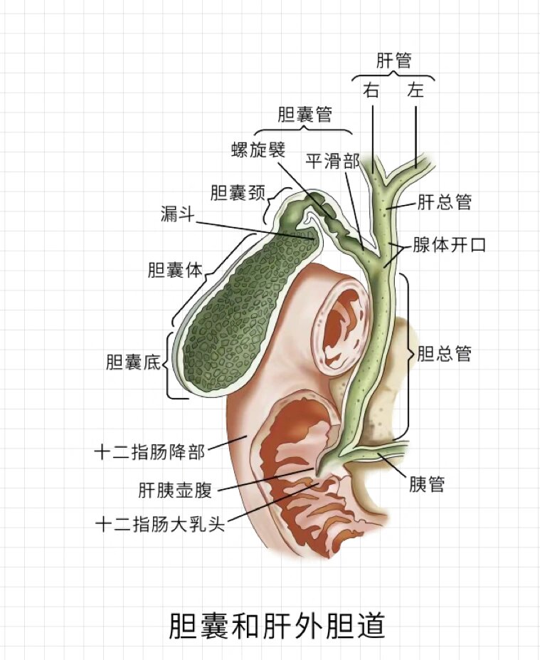 肝胆胃图片清晰图片图片