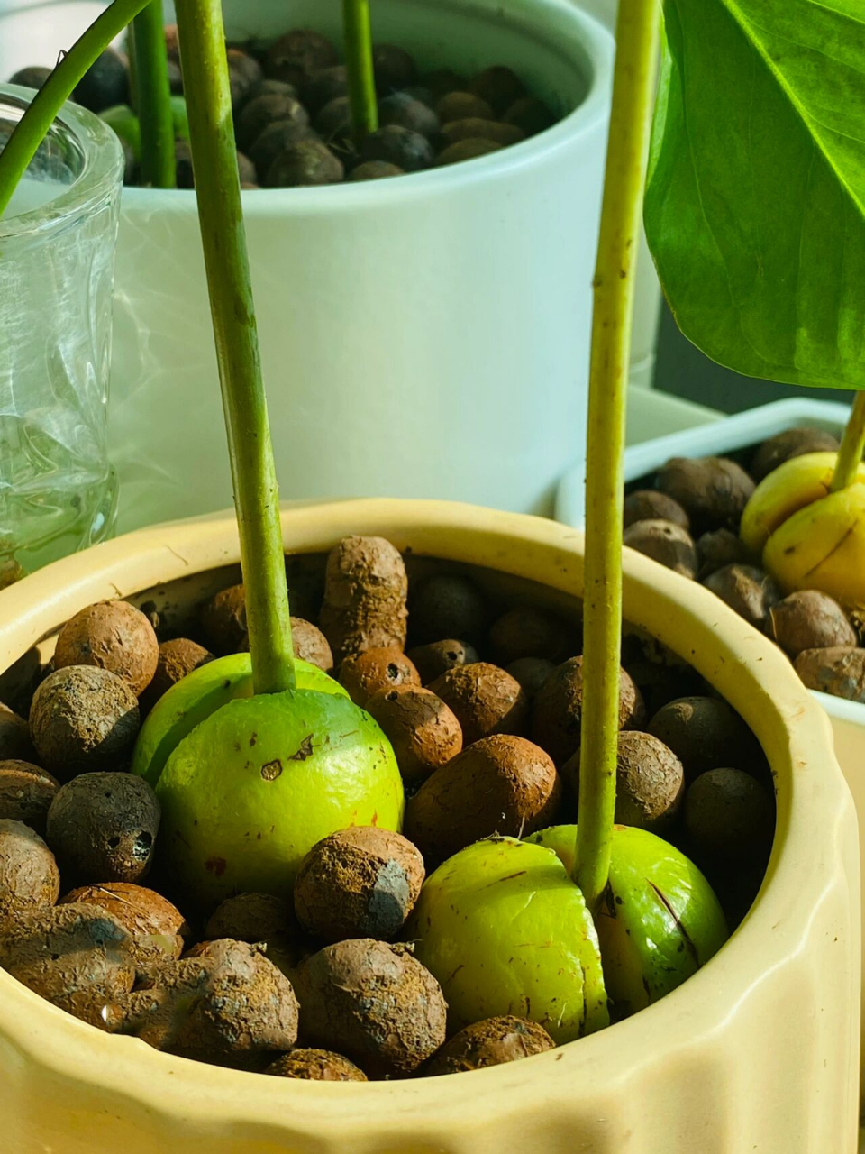 美食插画78家常菜78炒花菜/炒菜花简笔画教程  今天的菜式是家常