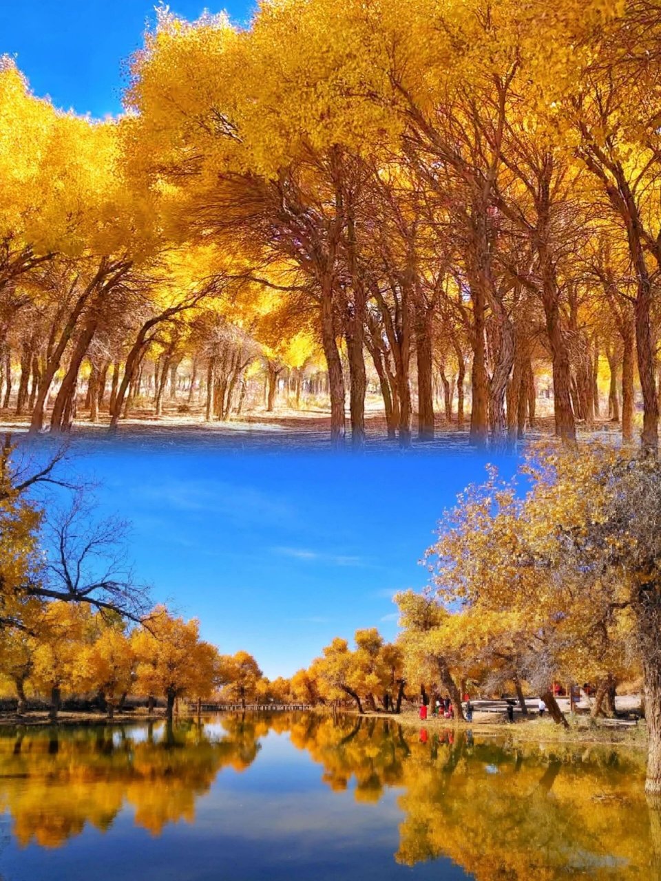 阿拉善大漠胡杨林:旅行者的诗意天堂 阿拉善大漠胡杨林,是一个独特而