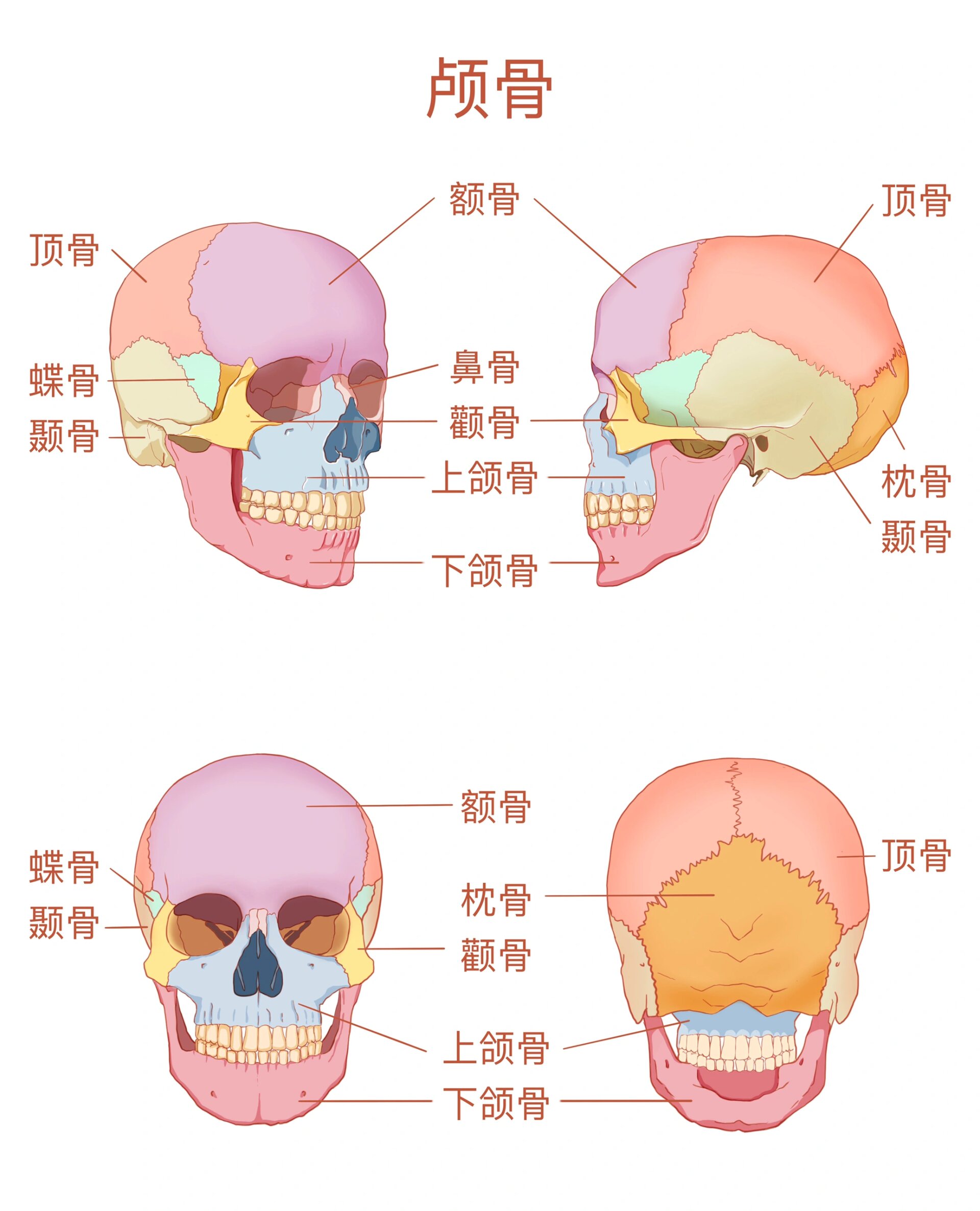 教材插画|系统解剖学图谱重绘4 颅骨