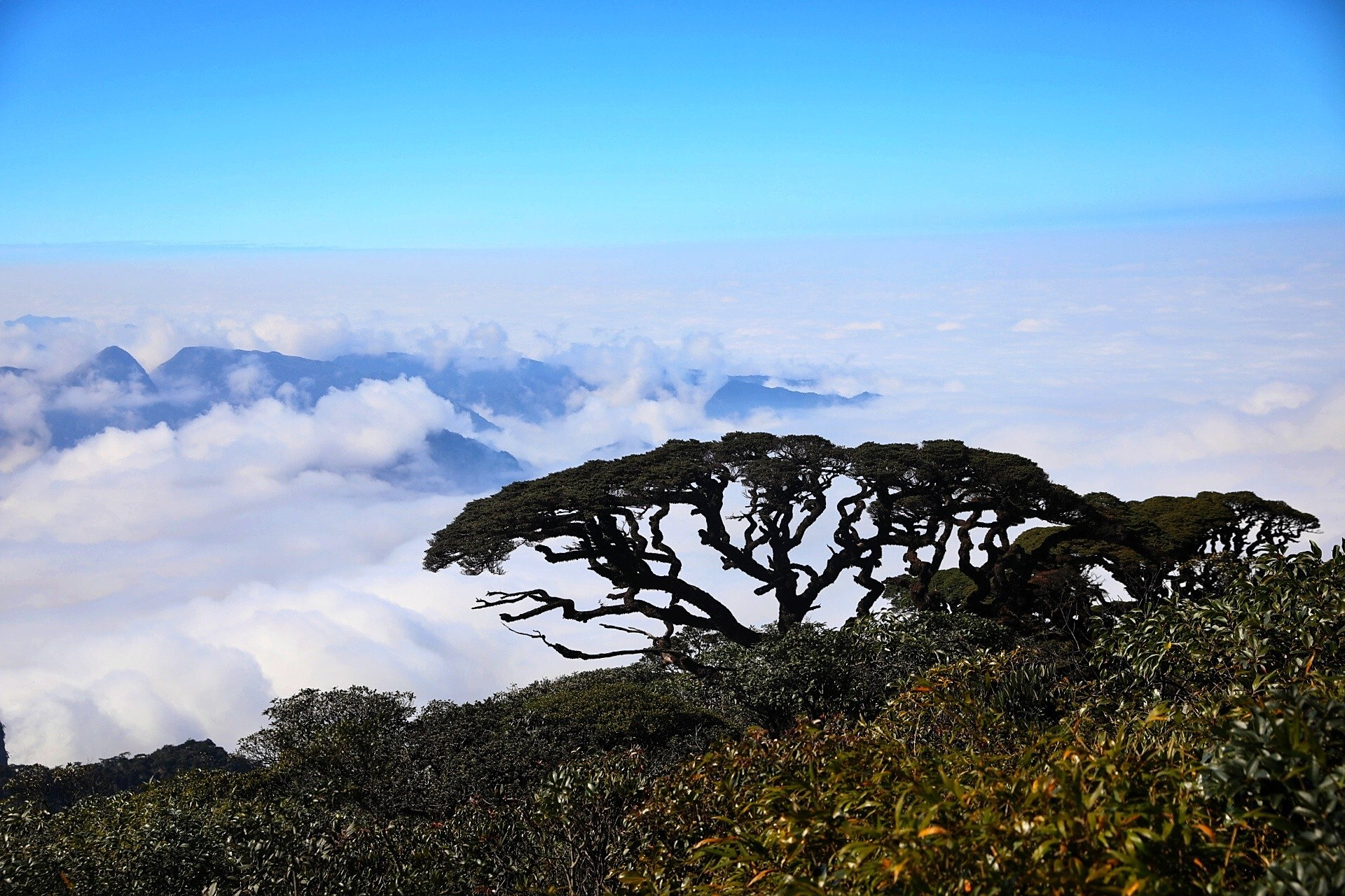广西金秀| 圣堂山绝美云海,不火真的没天理 大瑶山的主峰圣堂山绝对是