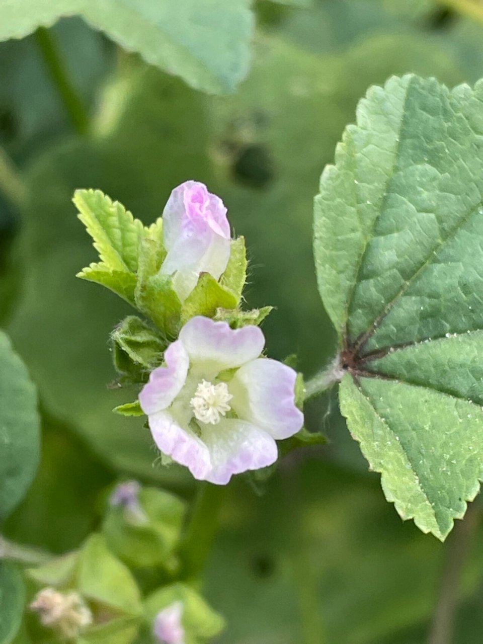 开花的冬葵 又名野葵,种植的农作物,今天拍摄
