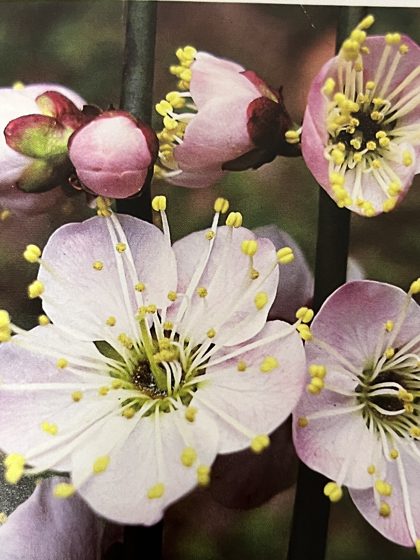 每朵花有一层花瓣,即5-7瓣,但是不是所有的单瓣梅花都是单瓣品种!