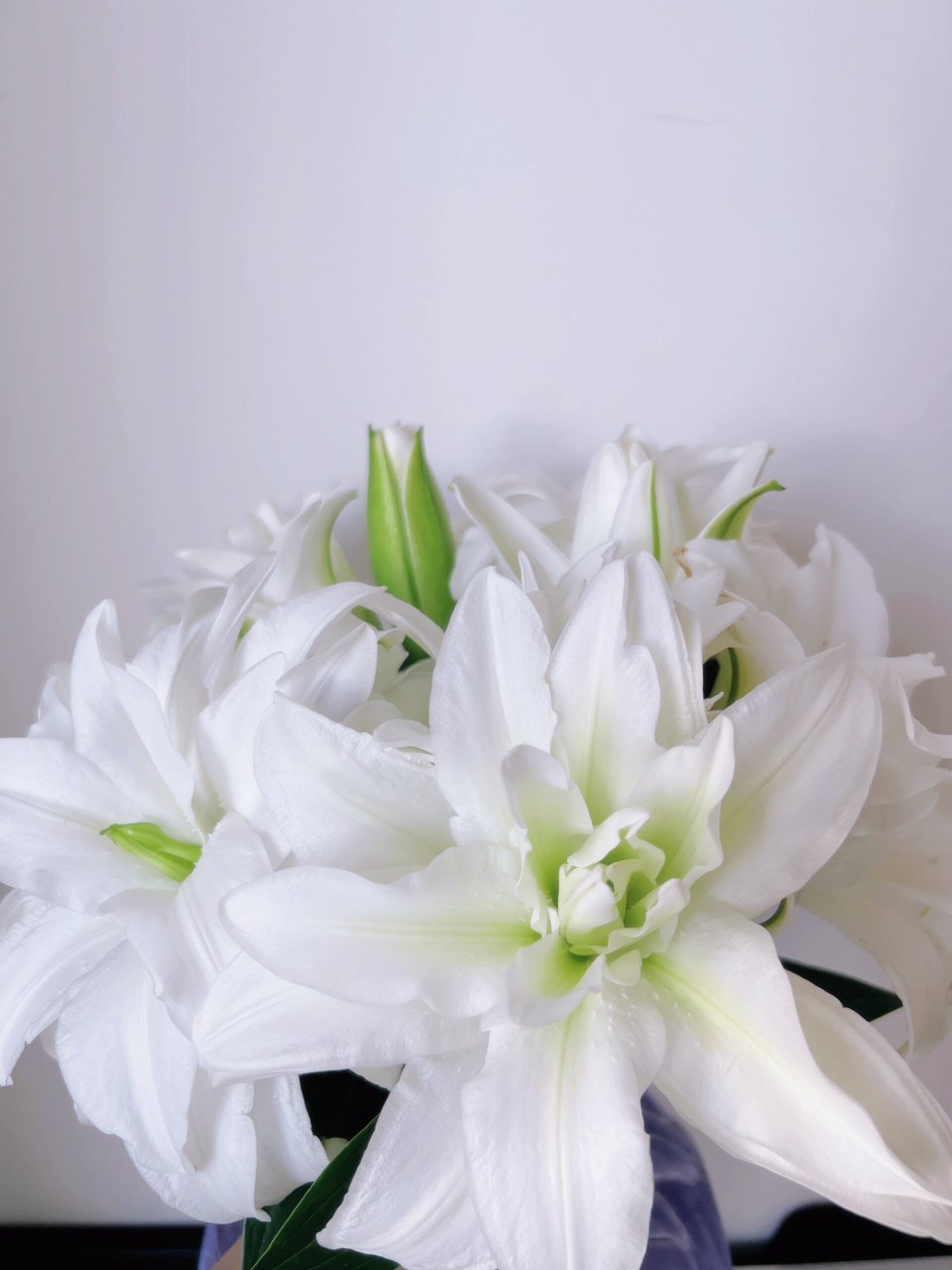 白雪公主 78推荐星级:82828282 -纯白色重瓣百合,花心有一