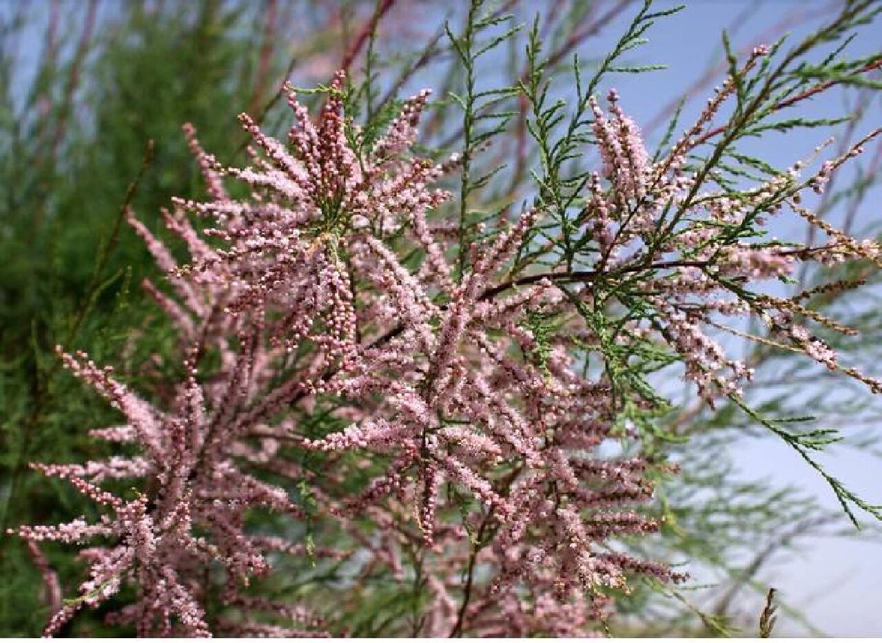 柽柳中药故事 柽柳又叫做观音柳,西湖柳,柽柳