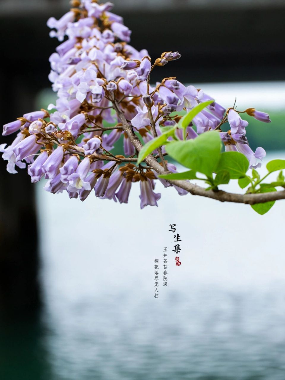 泡桐花|写生集|桐花 玉井苍苔春院深, 桐花落尽无人扫.